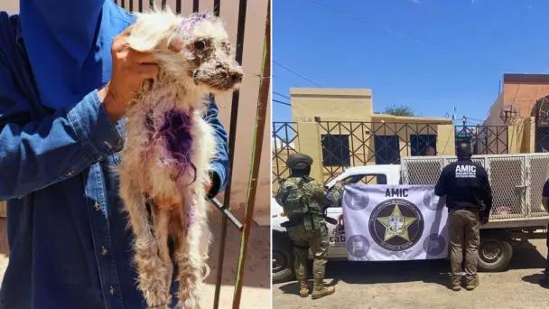 Perrito maltratado es rescatado durante cateo en Caborca