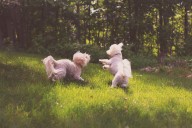 Hysterics at Game Stealthy Poodle Siblings Play 'Multiple Times' a Day