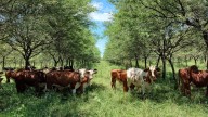 Reglamentaron en Salta el Ordenamiento Territorial de Bosques Nativos