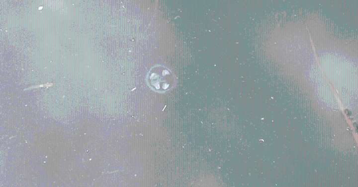 WATCH: Jellyfish populating in Lake Erie waters off coast of Put