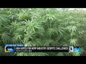 High hopes for hemp industry despite challenges