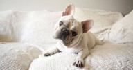 Vet warns against owning these five dog breeds: Includes French Bulldogs and Dachshunds