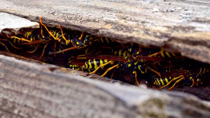 JoAnne Skelly: When yellowjackets attack