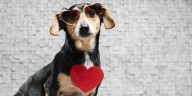 Día Mundial del Perro: origen, razones de su celebración y el impacto de este compañero en la vida de millones de personas