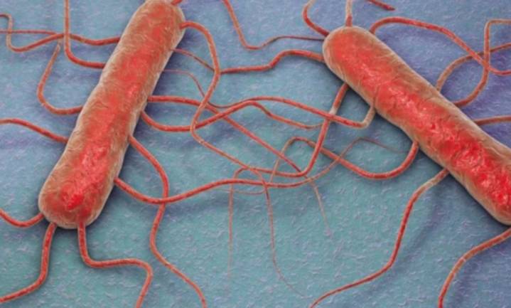 Informe del Austral alerta sobre la listeriosis: enfermedad transmitida por alim