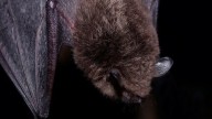 2 people exposed to rabid bat in Cary