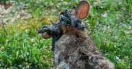Why rabbits with strange-looking ‘horns’ are hopping around Colorado