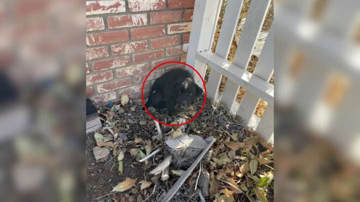 California Woman Finds Injured Puppy Curled Up In Her Parents' Yard Waiting For Help