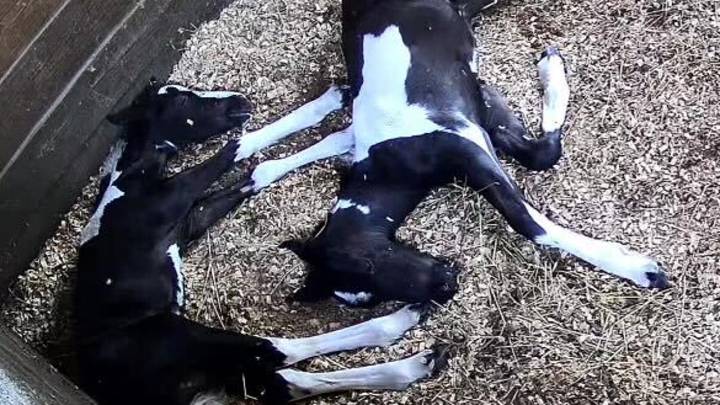 Rare twin foals born in central Florida released from Intensive Care Unit