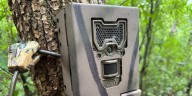 Snapshot Wisconsin trail cameras capture over 100 million wildlife photos