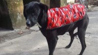 Robaron en un refugio para animales: se llevaron hasta el inodoro