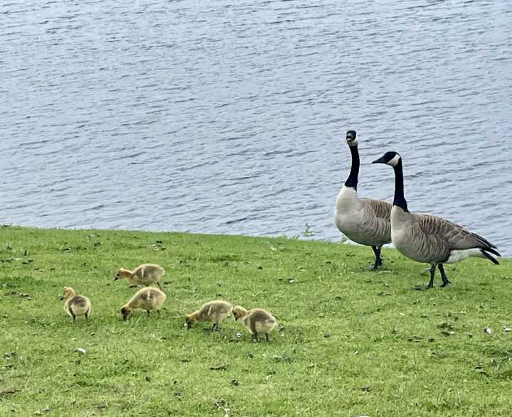 Sault Ste. Marie goose poop management plan to be referred to budget
