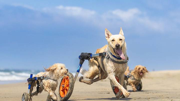 The Unstoppable Dogs, once abused, now bring inspiration and joy