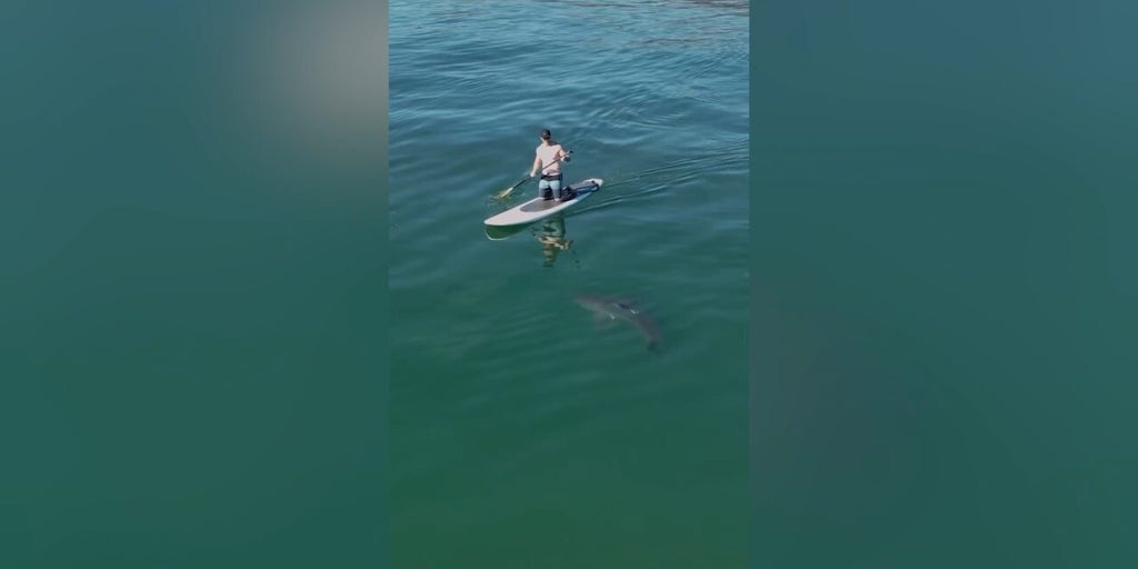 Paddleboarder encounters great white shark up close in California