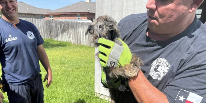 Killeen Fire rescue 14-year-old dog stuck under shed