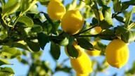Inti Sanguinet, especialista en plantas: “Si el limonero no crece, tenés que rodearlo bien”