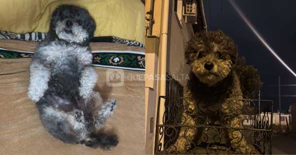 Salteña busca desesperadamente a "Rulo": está perdido y ofrece recompensa