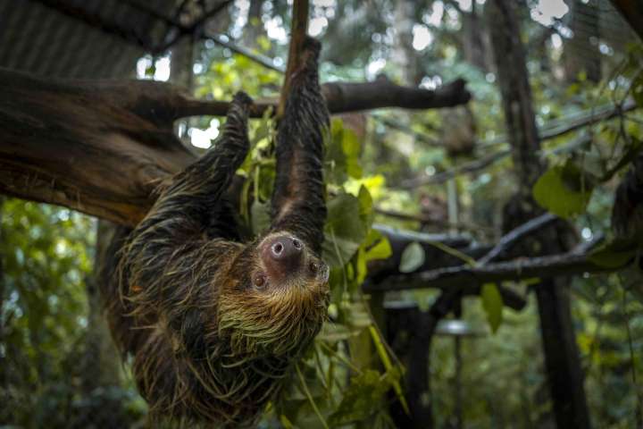 Depredadores del oriente: así operaba la mafia de tráfico de animales