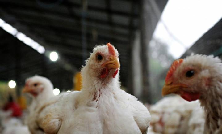 Argentina suspendió sus exportaciones de productos avícolas tras un brote de i