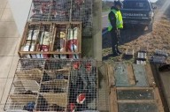 Llevaba en colectivo 70 cardenales, 30 reinas moras y cuatro boyeros