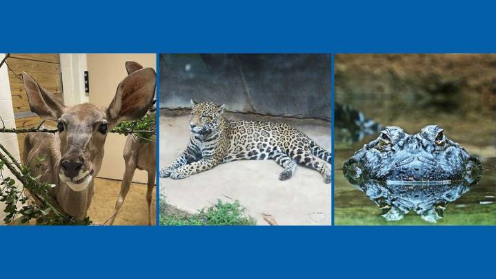 Cameron Park Zoo mourning deaths of three animals