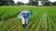 Luis Romero: Lluvias destruyeron 300 toneladas de maíz y han impedido siembra de arroz en Portuguesa #29Ago