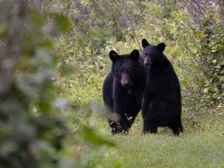 Bear badly hurts pair near Peoples Road