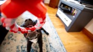 Denver may ban puppy, kitten and rabbit sales at pet stores