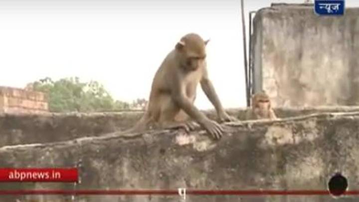 Monos provocan un deslizamiento de rocas y muere una joven marroquí