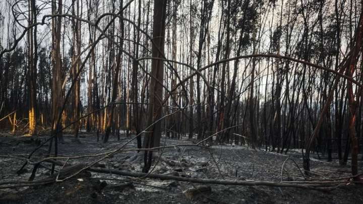Portugal vivió el incendio más devastador de su historia: hay cuatro muertos y más de 64 mil hectáreas destruidas