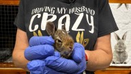 Bowmanville woman raises funds for at-home rabbit rehab centre
