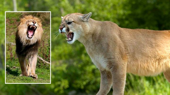 Wyoming’s Mountain Lions Can’t Roar Like African Lions, But They Can Purr