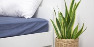 Esta planta no puede faltar en tu hogar, según experta: purifica el aire, decora cualquier espacio y requiere pocos cuidados