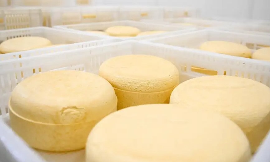 Brote de listeriosis en Argentina: queso contaminado es la causa