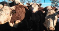 Remates de hacienda: los precios de algunos lotes puntuales ya tocan los $5.000 por kilo