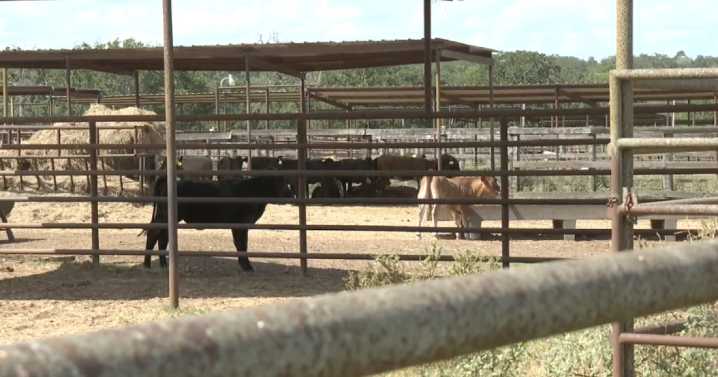 Governor Greg Abbott holds press conference on screwworm threat in Texas