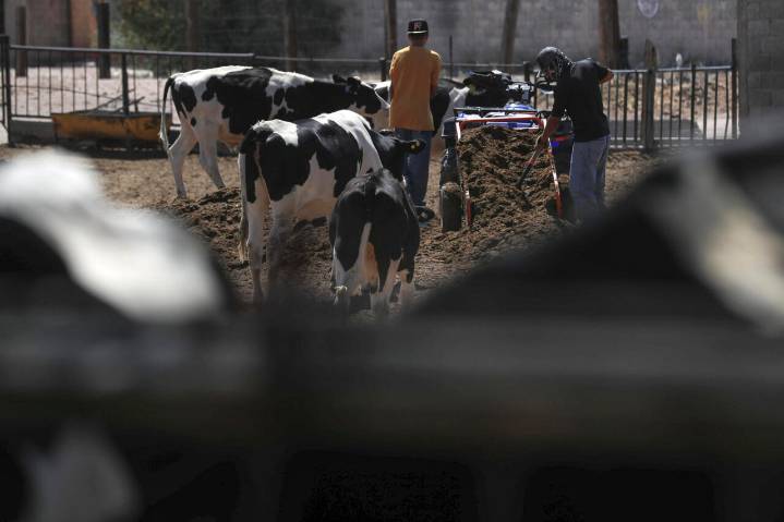 Ganaderos mexicanos suman 850 millones de dólares en pérdidas por veto fronterizo de EEUU