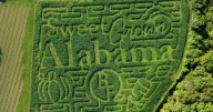 Heflin farm gearing up for fall season, gives sneak peek to incredible corn maze