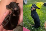 Two-Legged Dog Surrendered Because She 'Wouldn't Make It'—This is Her Now