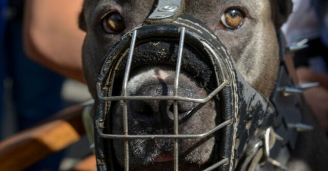 Ex-NFL Player LeShon Johnson Convicted of Running 'Nice and Nasty' Dog