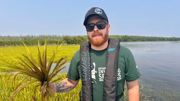 Experts say invasive plant in Lake Simcoe can injure swimmers, harm the environment
