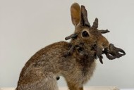 Rabbits with ‘horns’ in Colorado are being called ‘Frankenstein bunnies.’ Here’s why