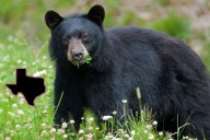 TPWD Confirms Rare Black Bear Sightings Across East Texas