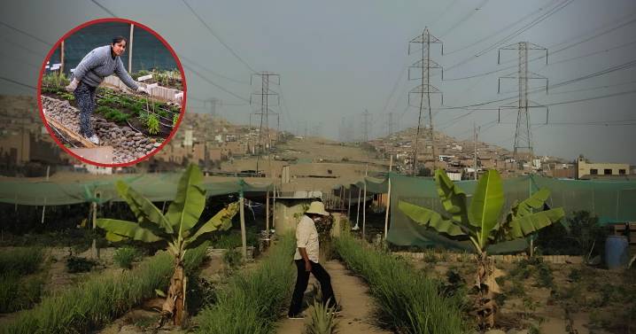 Peruana transformó basural de SJM en un huerto y hoy triunfa con emprendimiento de plantas medicinales: "Nadie apostaba por esto"