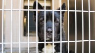 These Pets at OC Animal Care Are Available For Adoption This Summer