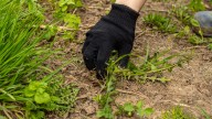 Killing Weeds With Vinegar Has A Huge Downside For Your Lawn