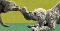 Toys R for Kids — Not Trend-Obsessed Adults