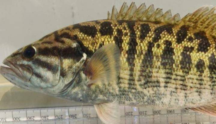Descubren extraño pez que parece un lingote de oro en un río fronterizo entre Georgia y Carolina del Sur, resultó ser una nueva especie
