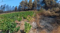 Cultivos cortafuegos: Europa certifica su papel contra los incendios