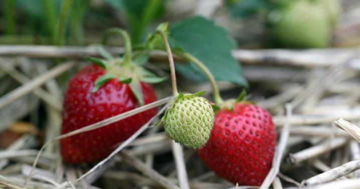 How To Market Farm Products With Storytelling